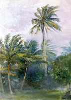 Palms in Storm, with rain, Vaiala, Samoa