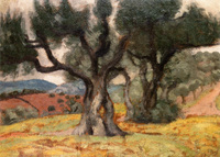 Olive Trees