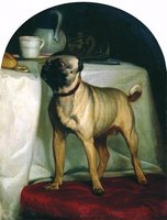 Pug