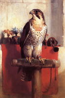Falcon