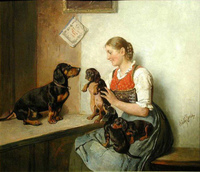 Dachshund puppies