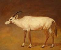 White Antelope