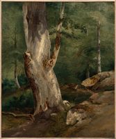 Old Beech Tree