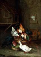 Poultry