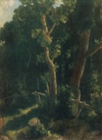 In the Forest
