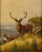 Deer