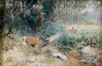 The Stag