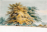 A Beech Copse near Haystacks