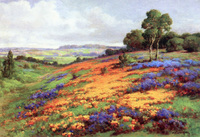 Poppy Field near Marysville, CA