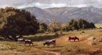 Cows Grazing