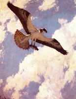 Osprey and Fish