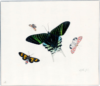 Four Butterflies