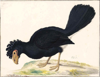 A Black Curassow