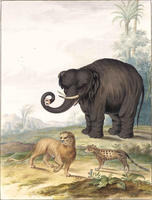 An Asian Elephant, a Lion and a Civet Cat in a Landscape