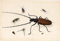 Seven Exotic Beetles