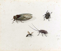 Two Beetles, a Wasp and a Cicada