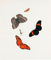 Three Butterflies, a Moth and a Wasp