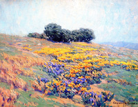 California Poppies