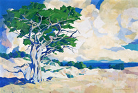 Monterey Cypress