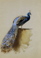 A Peacock