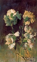 Carnations