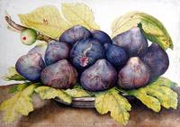 Plate of Figs