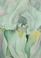 Light iris