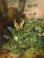 Woodland Flowers