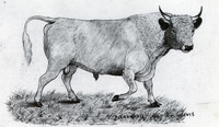 The Bull