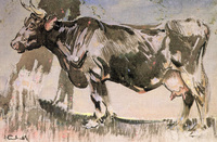 The Old Cow