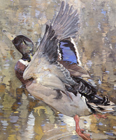 A Mallard Rising