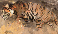 The Tiger