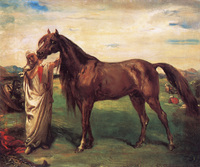 Hadji, Arab Stalion from Constantine Provence