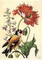 Pasari