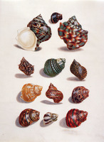 Coquillage