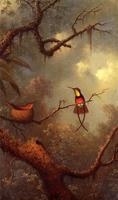 Crimson Topaz Hummingbirds Nesting in a Tropical Forest