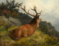 Der Platzhirsch