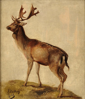 Deer