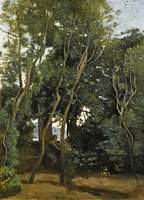 Morning under the Trees