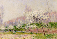 Apple Trees in Bloom