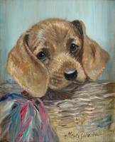 Dachshund puppy