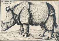 Rhinoceros