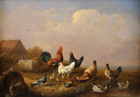 Colorful poultry, pigeons and rabbit