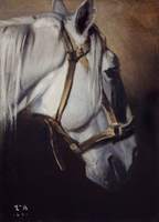 Head of a White Horse