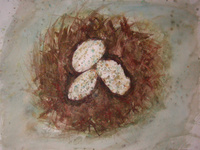 Nest with eggs