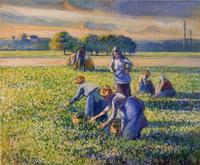 Picking Peas