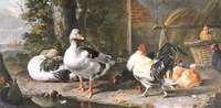 Fowl and Geese