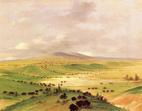 Buffaloes in the Salt Meadows, Upper Missouri