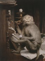 Monkeys at the Piano