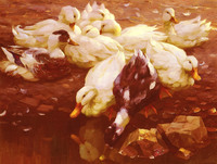 Ducks in the pond